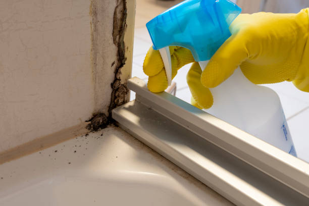 Home Mold Removal in Mount Arlington, NJ