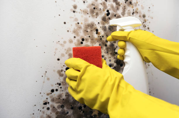 Best Certified Mold Removal  in Mount Arlington, NJ