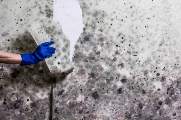 Best Toxic Mold Removal  in Mount Arlington, NJ
