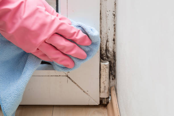 Certified Mold Removal in Mount Arlington, NJ